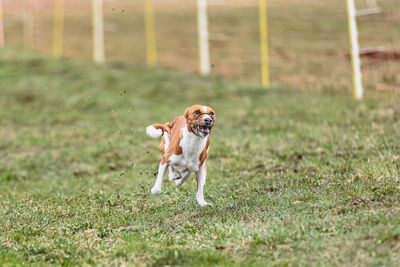 Basenji dog running straight on camera and chasing coursing lure on green field