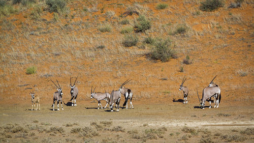 Herd of antelope in desert