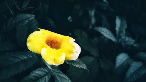 Close-up of yellow flowering plant