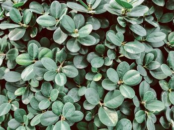 Full frame shot of flowering plants