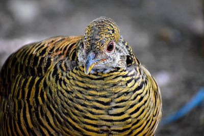 Close-up of a bird