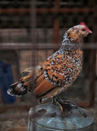 Close-up of hen perching in cage