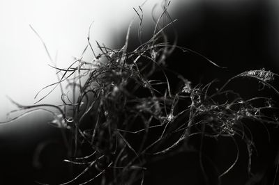 Close-up of plant against white background