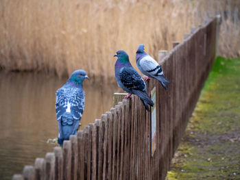 View of birds perching on wooden post