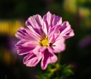 Close-up of cosmos flower blooming outdoors