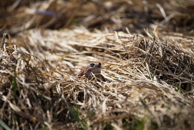 Frog on dry grassy field