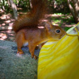 Close-up view of an animal