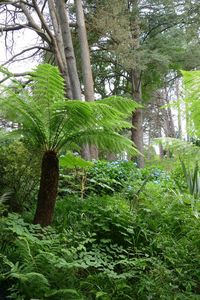 Trees growing in forest