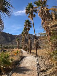 View of palm trees against sky