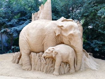 Elephant in a zoo