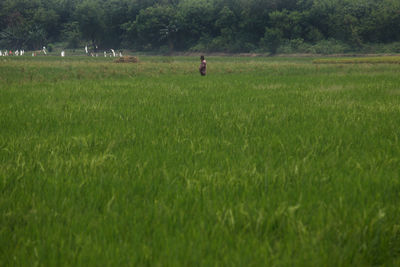 Scenic view of green field