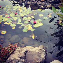 Leaves floating on water