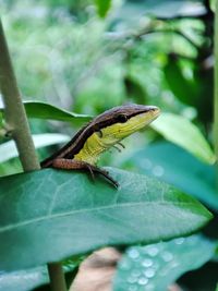 Close-up of lizard on plant