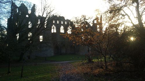 Trees in forest during autumn