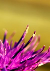 Close-up of purple flowers blooming outdoors