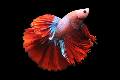 Close-up of fish swimming in sea