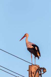 White stork. ciconia ciconia. ciconiiformes