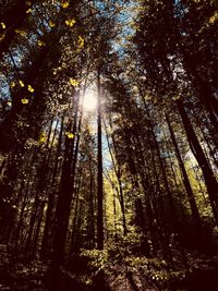 Low angle view of sunlight streaming through trees in forest