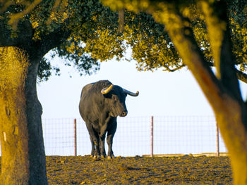 Cow standing by tree against sky