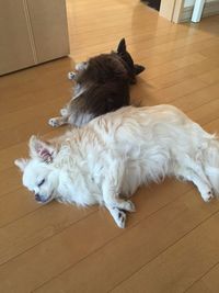 High angle view of dog lying down on floor