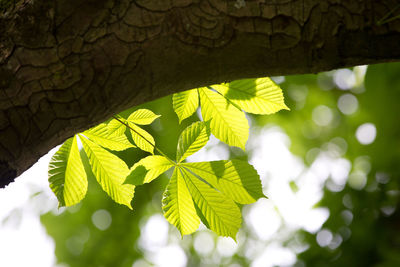 Close-up of leaves on tree trunk