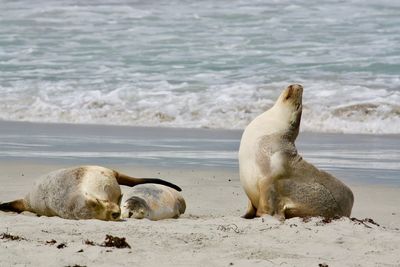 View of sheep on beach