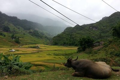 Scenic view of grassy field