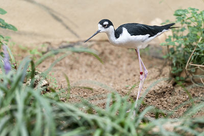 Bird on grass