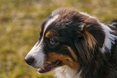 Close-up of dog looking away