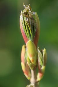 Close-up of flower bud