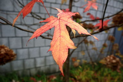 autumn