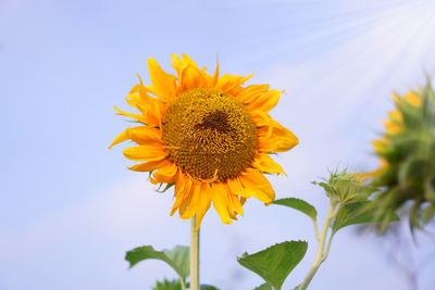 Close-up of sunflower against sky