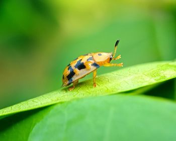 Close-up of insect on leaf