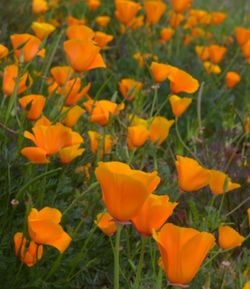 Close-up of yellow flowers blooming in field