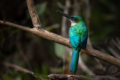 Close-up of a bird perching on branch