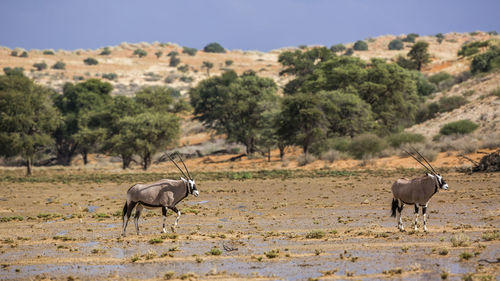 Horses in a field