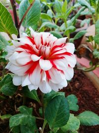Close-up of red flower blooming outdoors