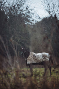 Horse standing on field