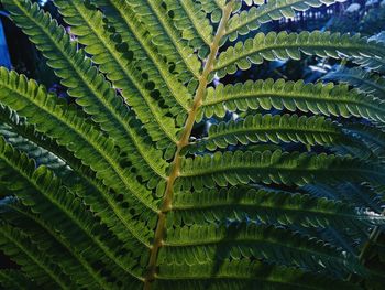 Full frame shot of fresh green plant