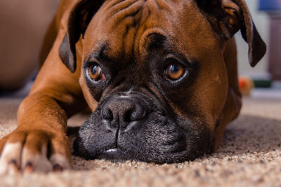 Surface level of relaxed dog looking away