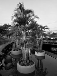 Potted plants and trees against sky