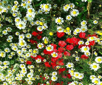 High angle view of multi colored flowering plants