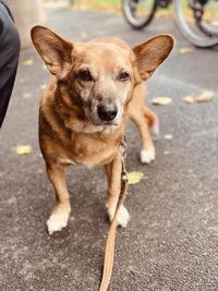 Close-up portrait of dog