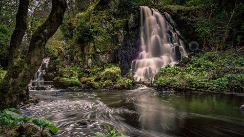 Scenic view of waterfall in forest