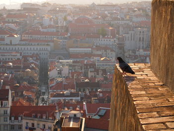 High angle view of pigeon perching on wall against buildings in city