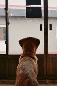 Rear view of dog looking through window