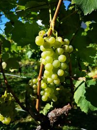 Close-up of grapes growing on tree