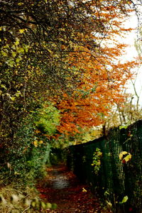 Trees growing by ivy during autumn