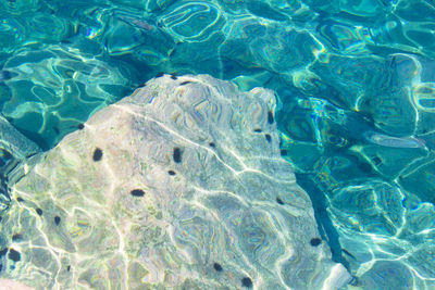 High angle view of sea urchins over rock in undersea