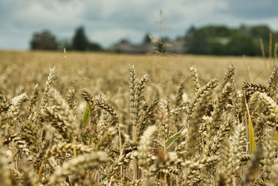 Close-up of stalks in field against the sky